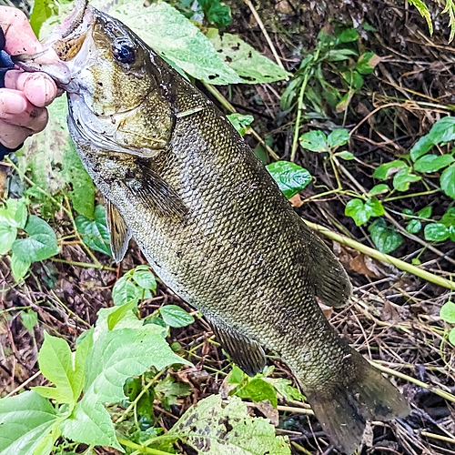 スモールマウスバスの釣果