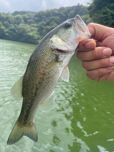 ラージマウスバスの釣果