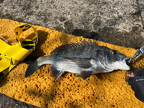 チヌの釣果