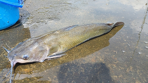 アメリカナマズの釣果