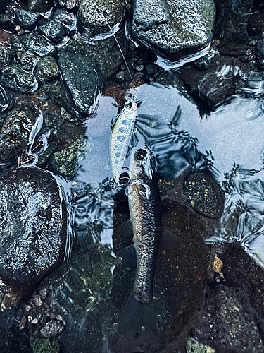 アブラハヤの釣果