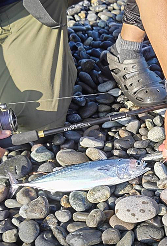 ソウダガツオの釣果