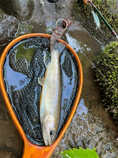 イワナの釣果