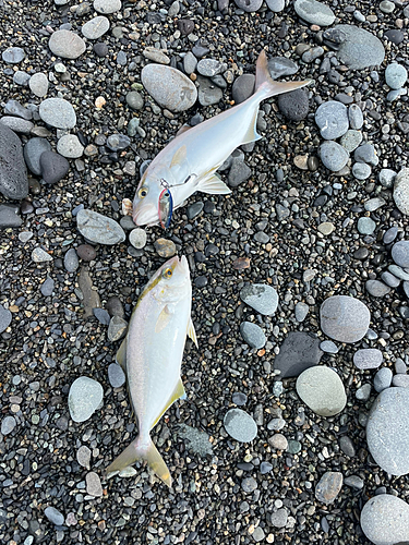 ショゴの釣果