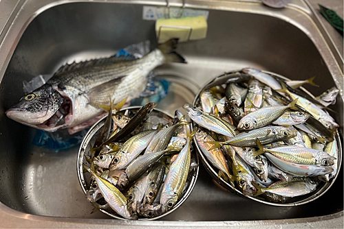 アジの釣果