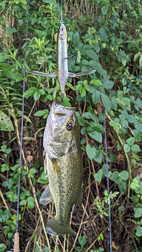 ラージマウスバスの釣果