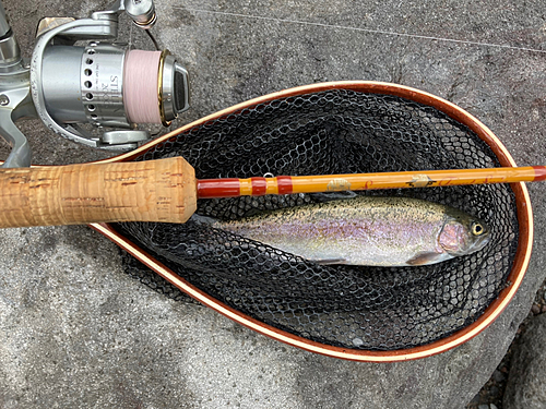 ニジマスの釣果