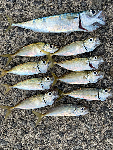 アジの釣果