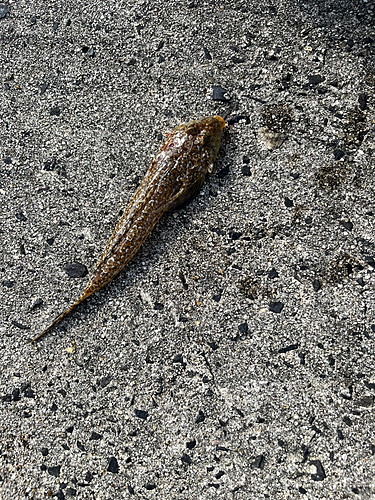 トビヌメリの釣果