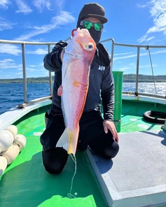 アマダイの釣果