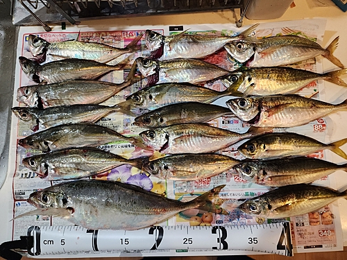 アジの釣果