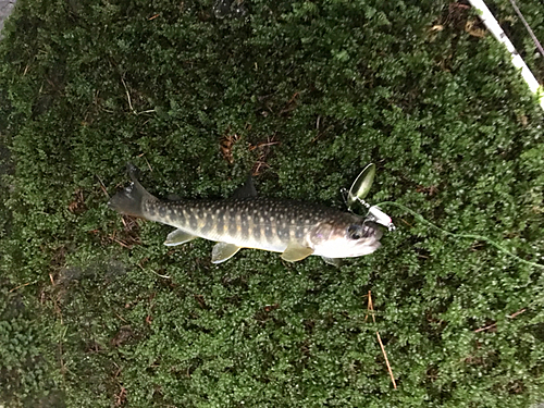 イワナの釣果