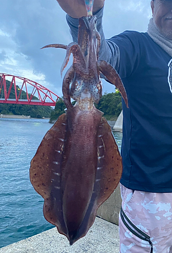 アオリイカの釣果