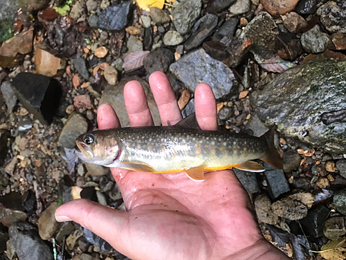 イワナの釣果