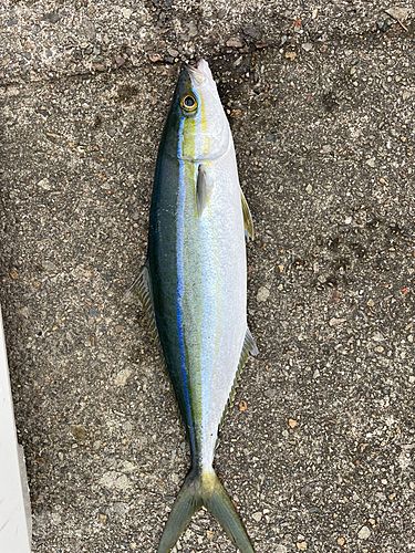 ツムブリの釣果