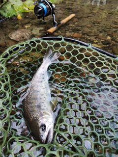 ヤマメの釣果