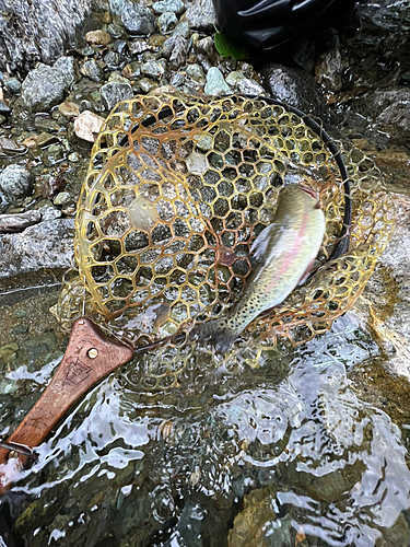 レインボートラウトの釣果