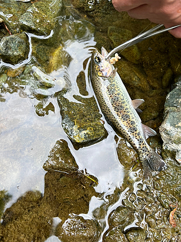 レインボートラウトの釣果