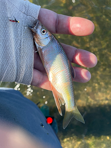 オイカワの釣果