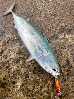 ソウダガツオの釣果