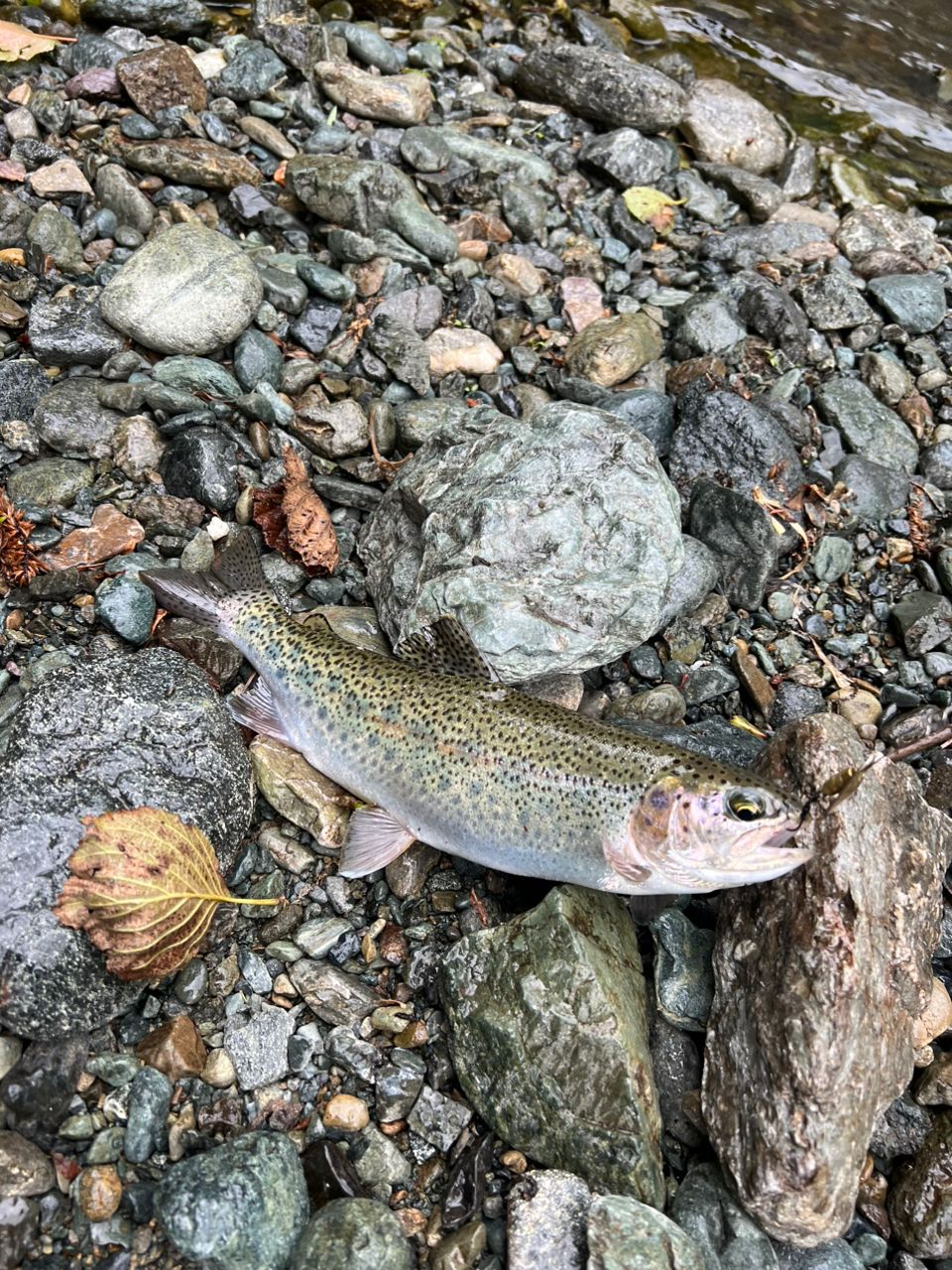 レインボートラウト