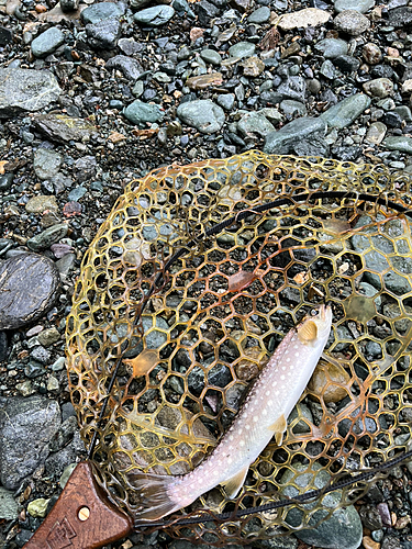 アメマスの釣果