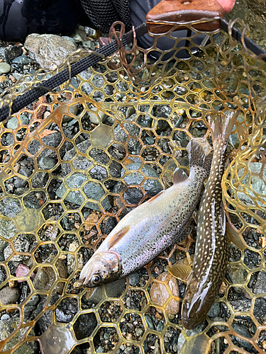 レインボートラウトの釣果