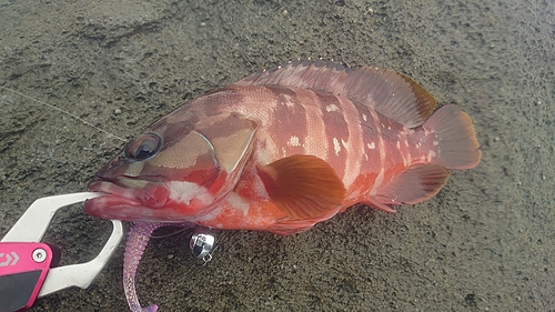 アカハタの釣果