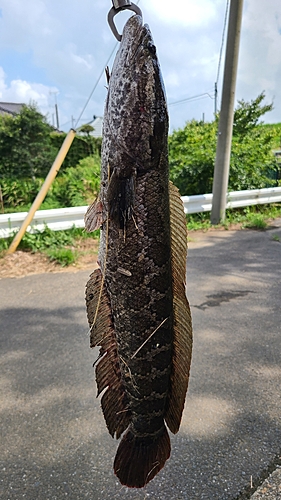 ライギョの釣果