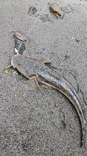 マゴチの釣果