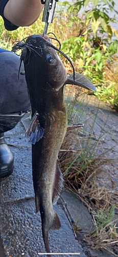 ナマズの釣果