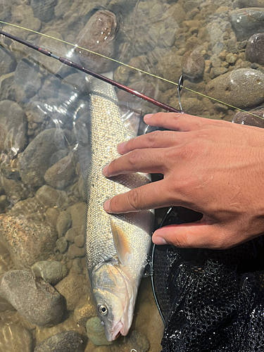 ウグイの釣果