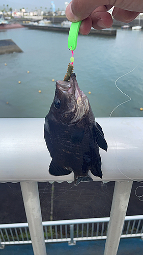 ヒゲダイの釣果