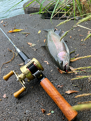 レインボートラウトの釣果