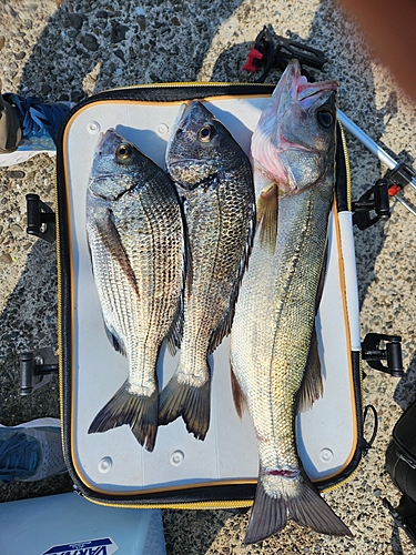 クロダイの釣果