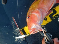 ウミヒゴイの釣果