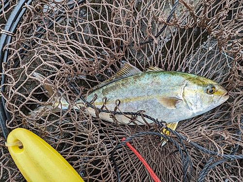 ネリゴの釣果