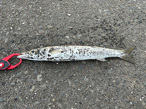 カマスの釣果