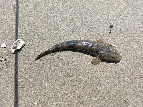 マゴチの釣果