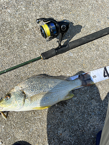 ホシミゾイサキの釣果