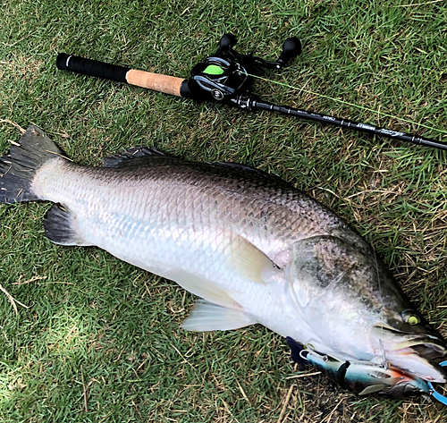 バラマンディの釣果