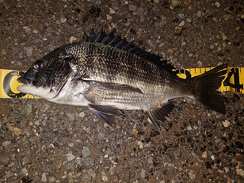 クロダイの釣果