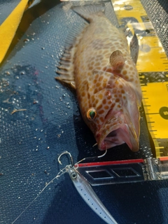 オオモンハタの釣果