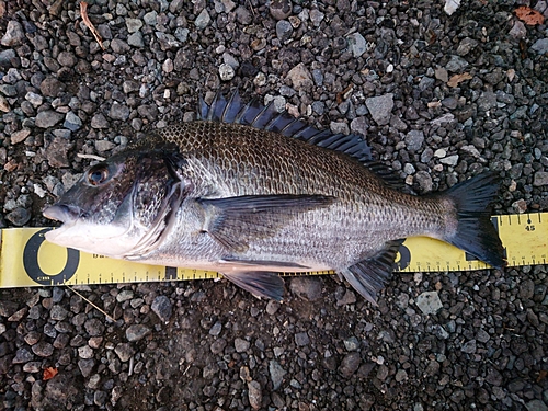 クロダイの釣果