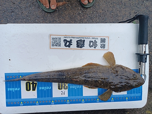 マゴチの釣果