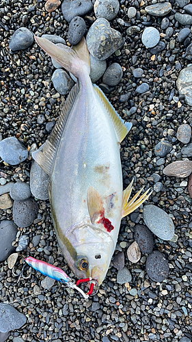 ショゴの釣果