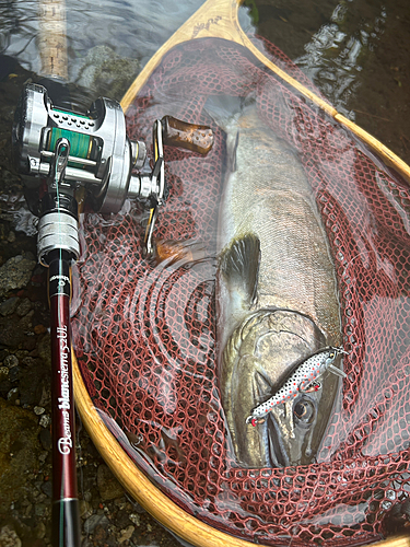 アマゴの釣果