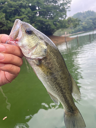 ラージマウスバスの釣果