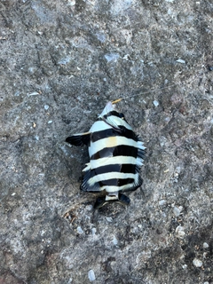 イシダイの釣果