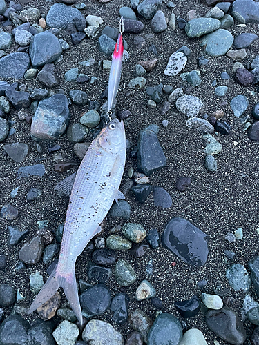 コノシロの釣果